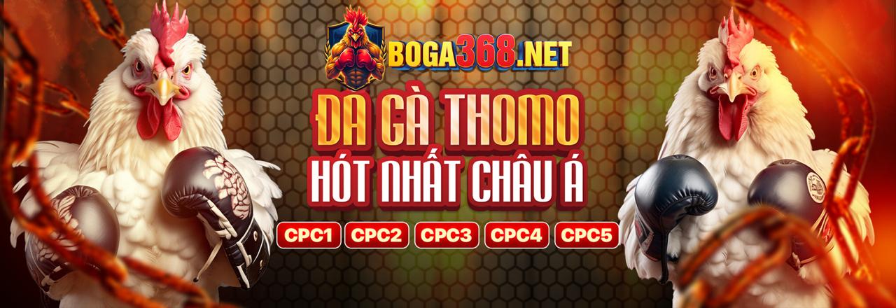 Đá Gà trực tiếp Thomo